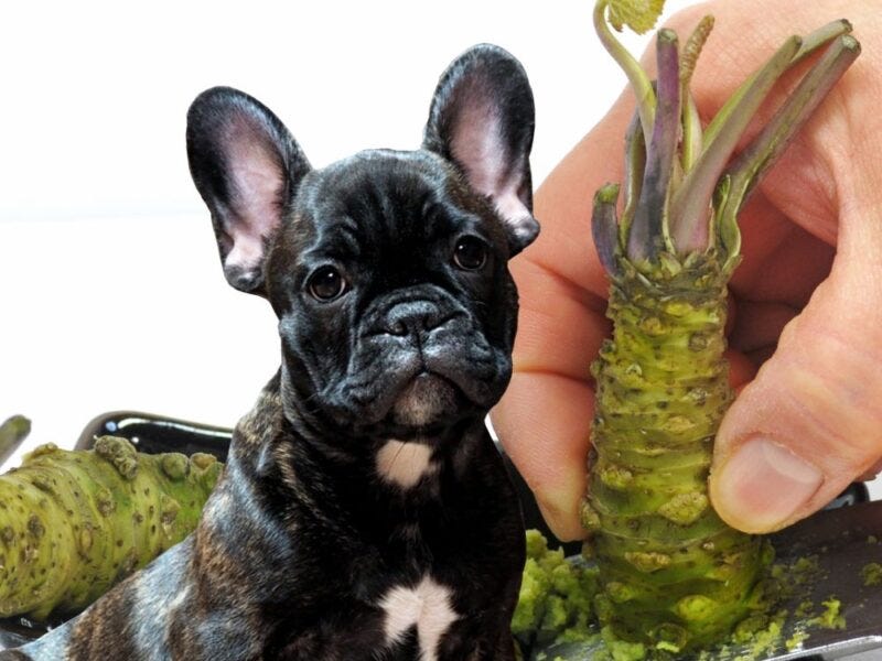 Is it possible for a dog to eat wasabi? (Major Reveal) by Shili Imed