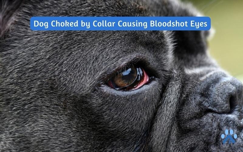 Dog Choked by Collar Causing Bloodshot Eyes — Pets Guide by