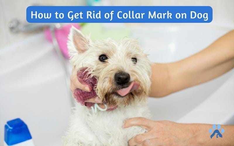 How to Get Rid of Collar Mark on Dog — Pets Guide by MyPetGuides Medium