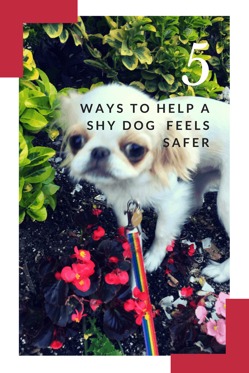 How To Help A Shy Dog Feel Safe by Mry Contreras Medium