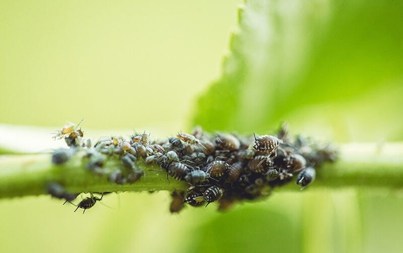 How to Identify and Combat an Aphid Infestation
