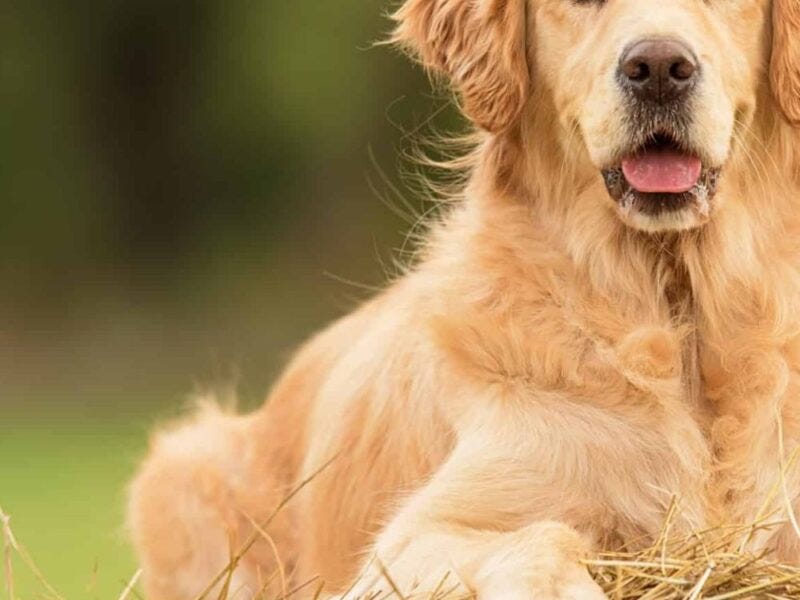 Can dogs eat hay?Hay for a dog.. Can dogs eat hay?Hay for a dog. by Shili Imed Medium