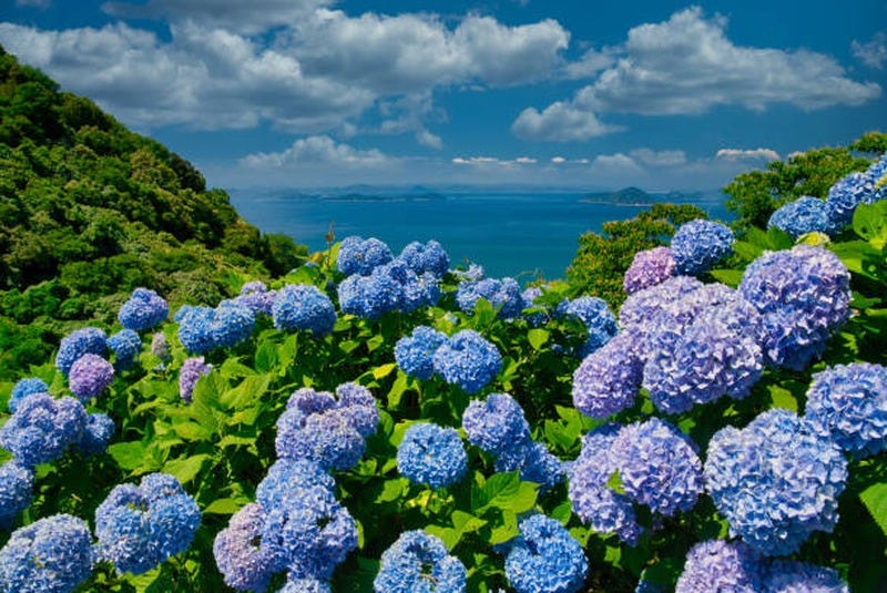 Hortênsias (novelão) — um arbusto caducifólio