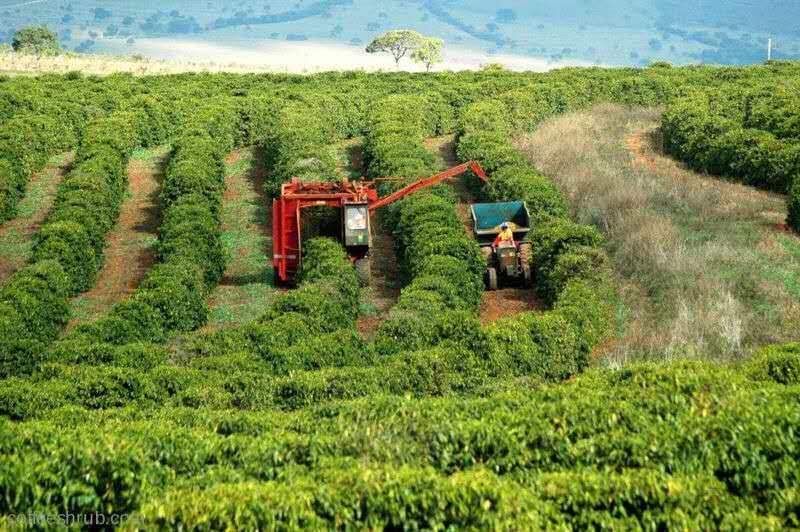 Introduction to Brazil Mogiana Queen Estate Natural COE Specialty Coffee Beans: Variety…