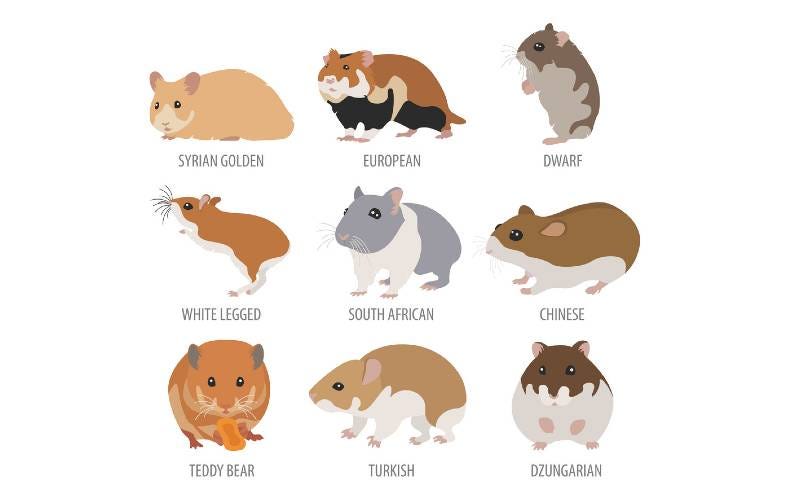 How to Tell How Old Your Hamster Is: Syrian, Dwarf, or any other