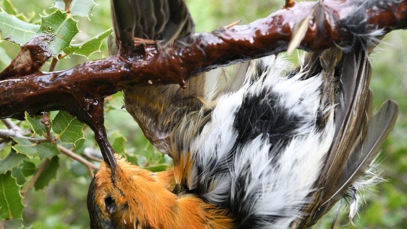 La CJUE interdit la chasse à la glu en France