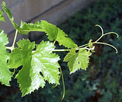 Vitis vinifera (grapevine)