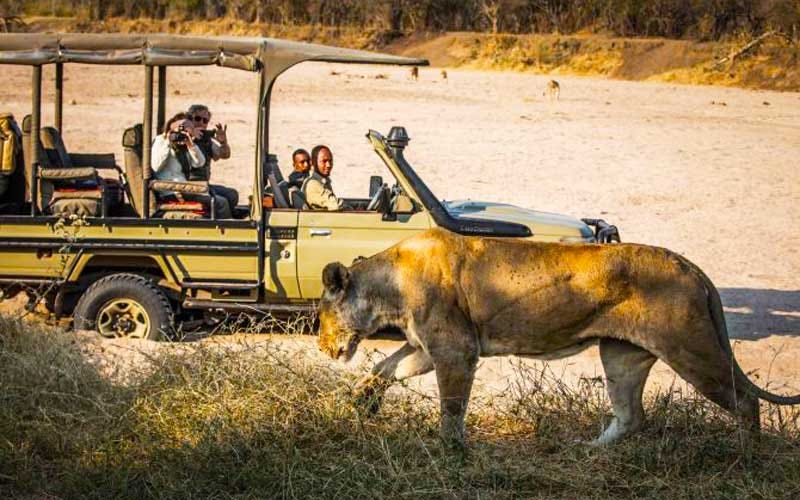 How to plan a safari: what you need to know - Times Travel