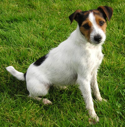 son buenos los jack russell terriers con otros perros