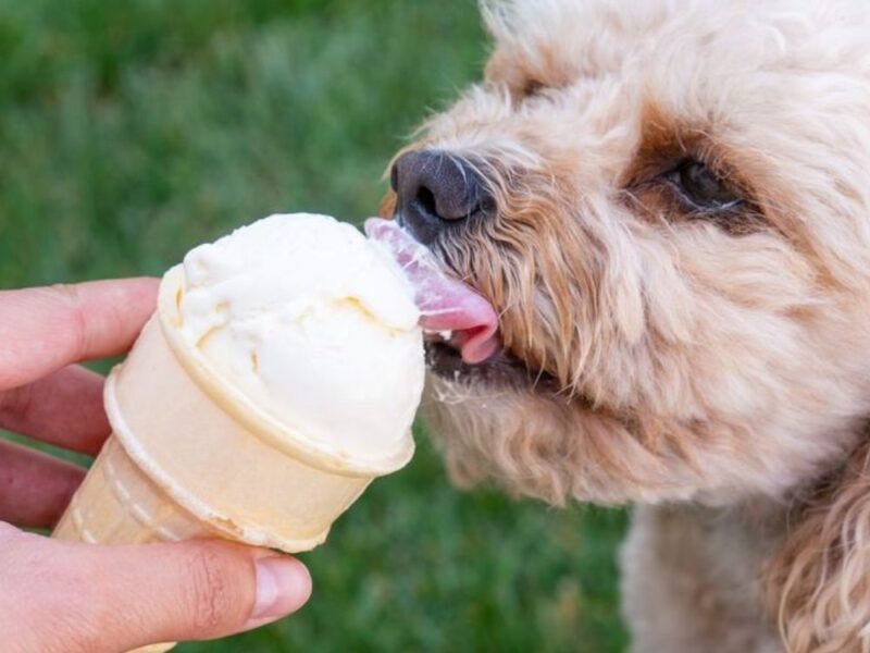 is vanilla bean ice cream bad for dogs