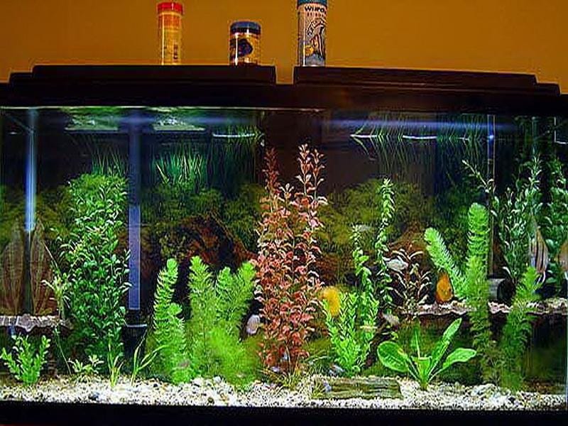 Small Fish Tank Decoration Ideas Interior Design — GiesenDesign