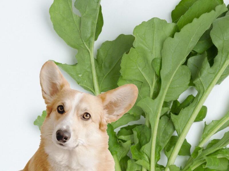 can dogs eat arugula?. There is a small but universal set of… by