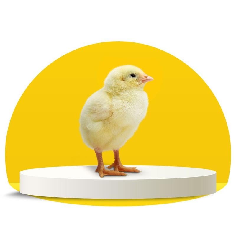 Quality and Technology in Day‑Old Broiler Chick Production