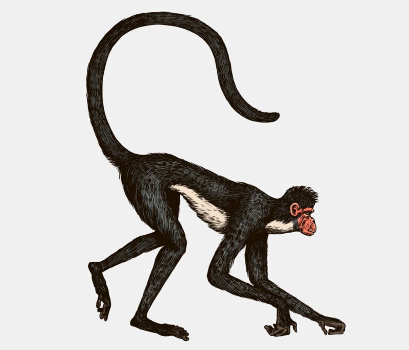 Daily Forecast Earth Monkey Day, 16 December 2023 Unity Feng Shui Medium