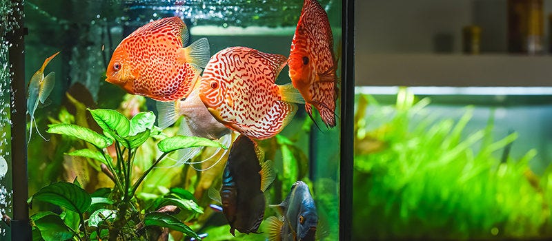 Tipos de bombas de agua para acuario | Aiguapres