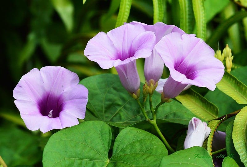 Pansaar - Elephant Creeper سمندر سوگھ Samandar Shokh (Hawaiian Baby  Woodrose) is a plant from the Convolvulaceae family it also knows as  Elephant Creeper, silky elephant glory, woolly morning glory. It is