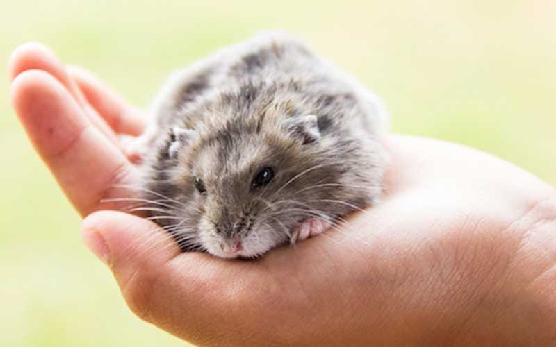 Hamster's Lifespan - How Long Do Hamsters Live?