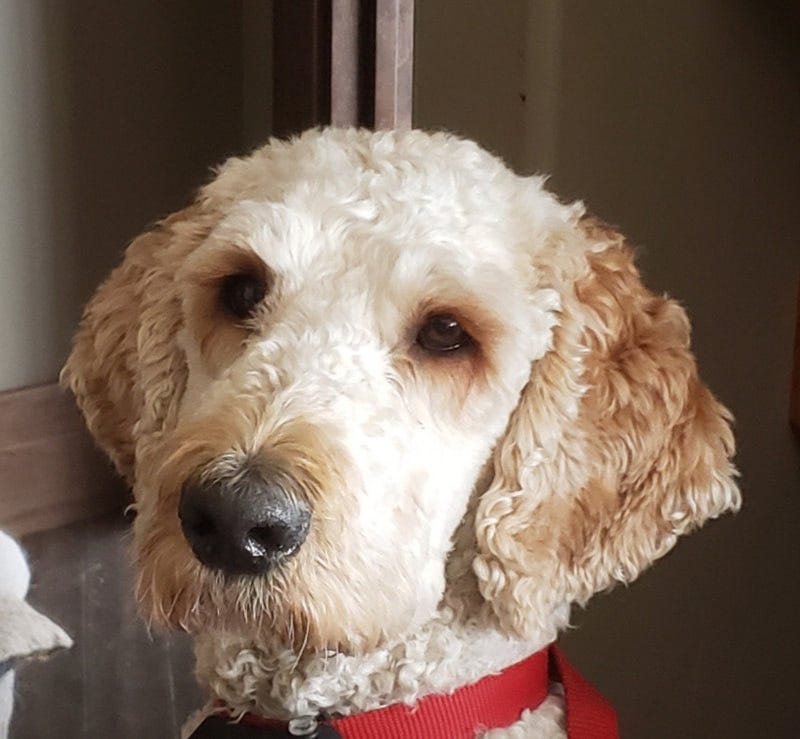 Labradoodle Vs. Other Doodle Breeds Which One Is Right For You? by