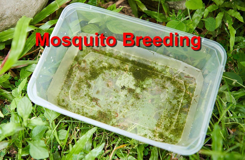 April Rain Mosquitoes: How Puddles Become Nurseries