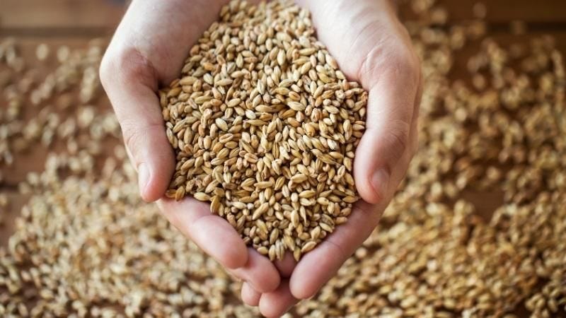 Yulaf sütü ve bira, aynı tesiste üretilebilir mi?