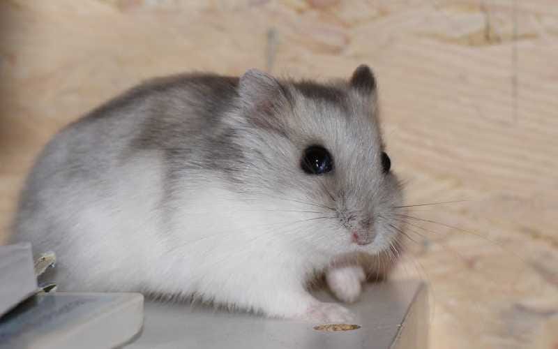 How Long Do Hamsters Live?. This article published on Medium…