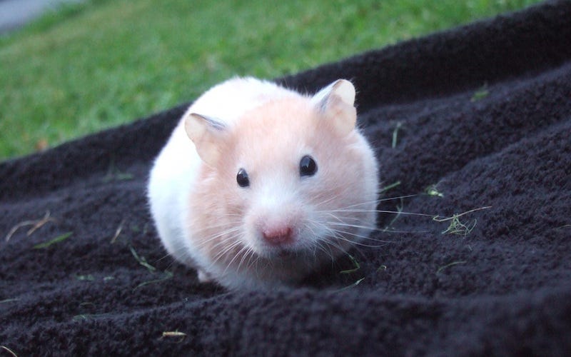 Long Haired Syrian Hamsters. Long Haired Syrian Hamsters are known…, by  Amy Trumpeter