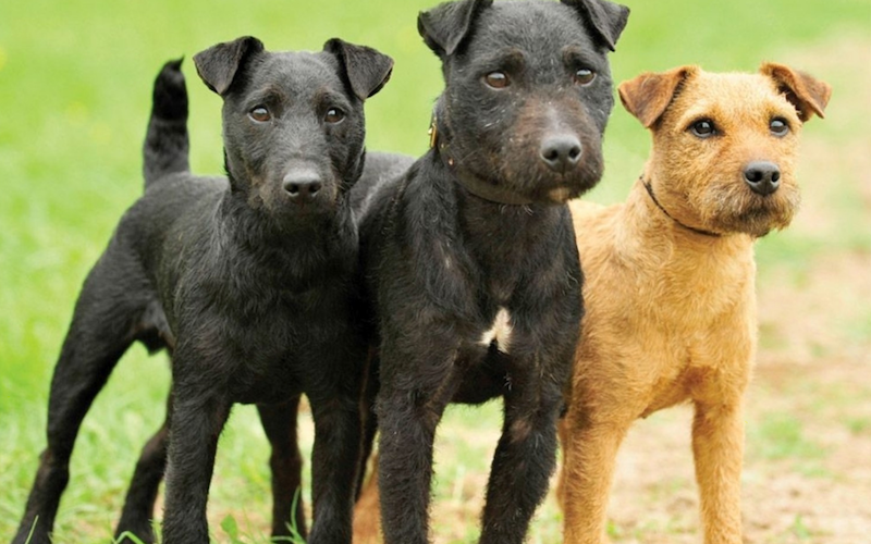 Patterdale clearance terrier images