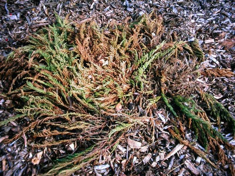 How to Resuscitate a Drowning Plant by Arjun Dhamrait Medium