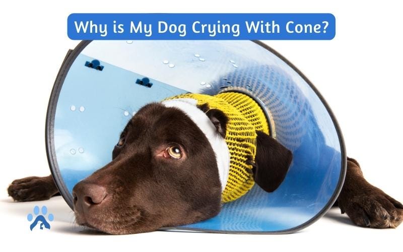 Why is My Dog Crying With Cone? Pets Guide by MyPetGuides Medium