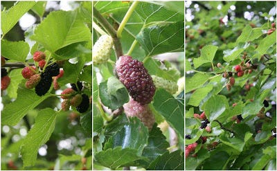 Mo' Mulberry — A guide to probably everything you need to know about  growing Mulberry, by Paul Alfrey