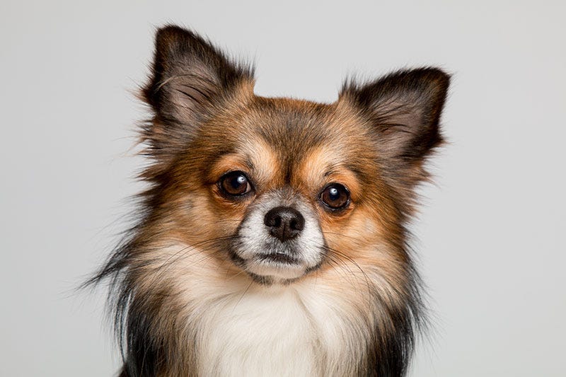 What Do Chihuahuas Usually Die from Common Causes Revealed by Winford Lang Jul, 2024 Medium