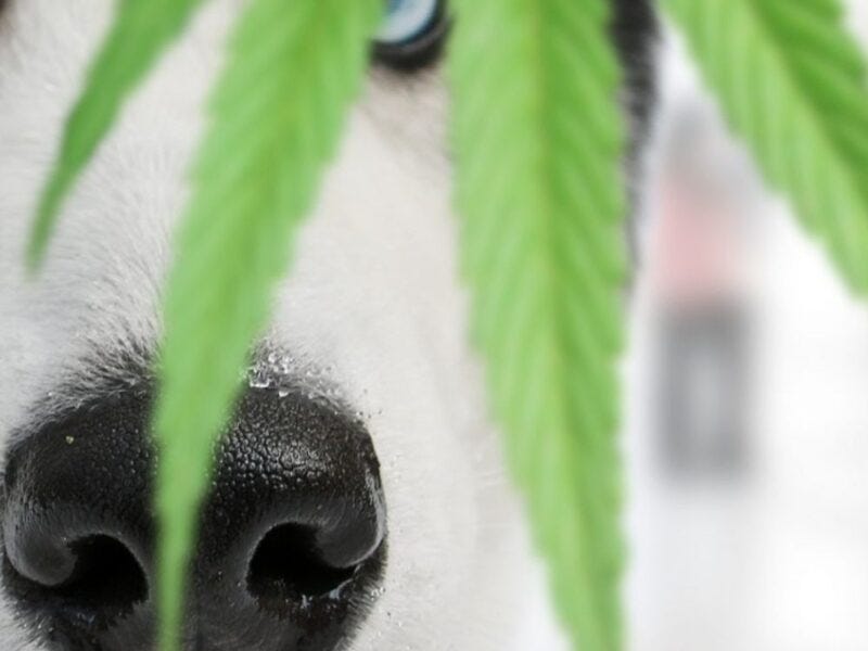 Can Dogs Get High? The Dangerous Effects of Marijuana on Dogs by