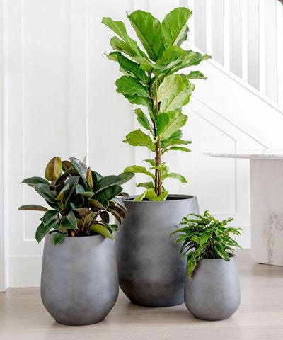 chlorophytum comosum hawaiian Hawaiian Spider Plant Green 6'' Pot Live Plant – Dose of Succulents