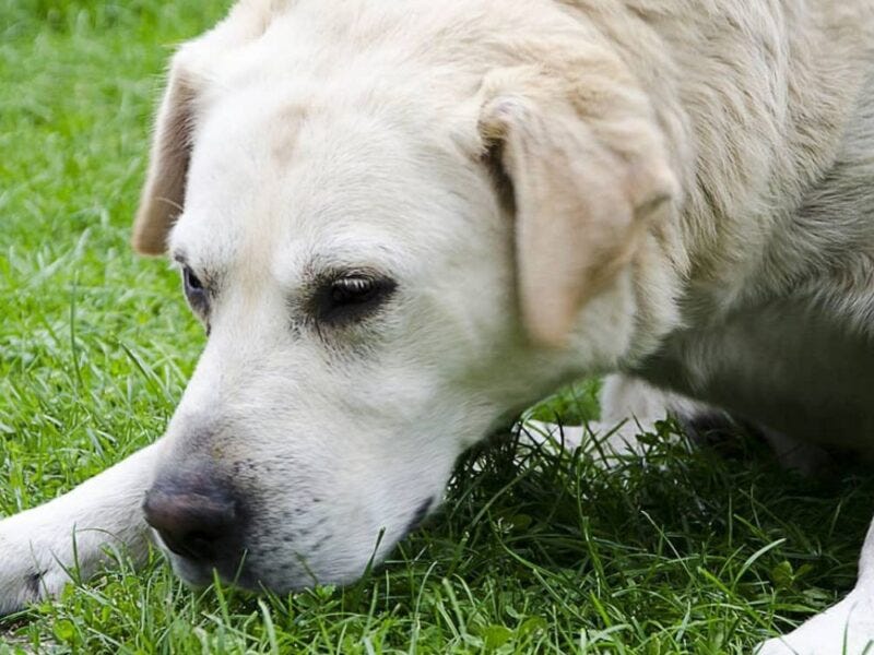 can a dog’s stomach acid dissolve wood?Dog stomach acid for wood? by