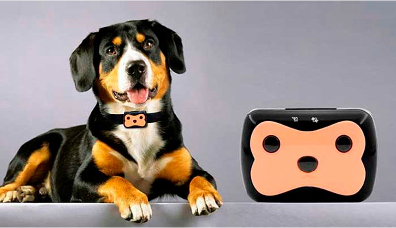 GPS services for animals. Having heard the phrase “GPS tracker… | by ...