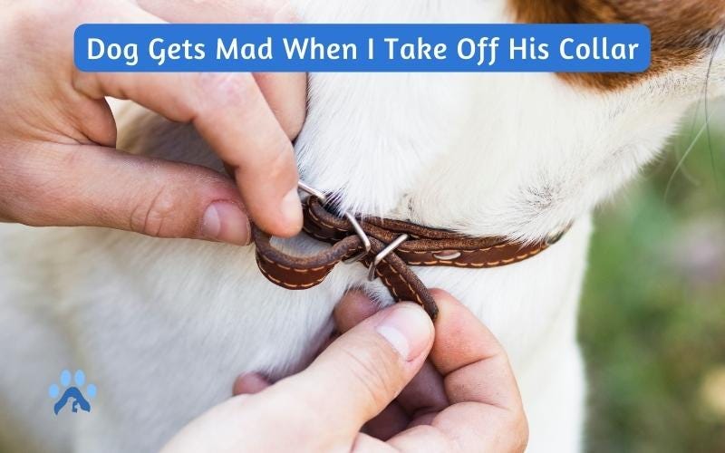 Why Does My Dog Gets Mad When I Take Off His Collar? — Pets Guide by