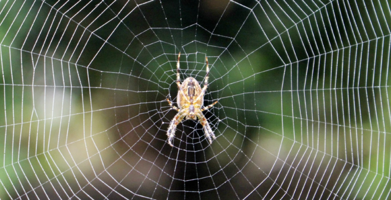 The Psychology of Lying — A Spider Caught in Its’ Own Web