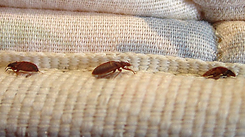 Awesomepest Bed Bug Removal Dallas Bed Bugs
