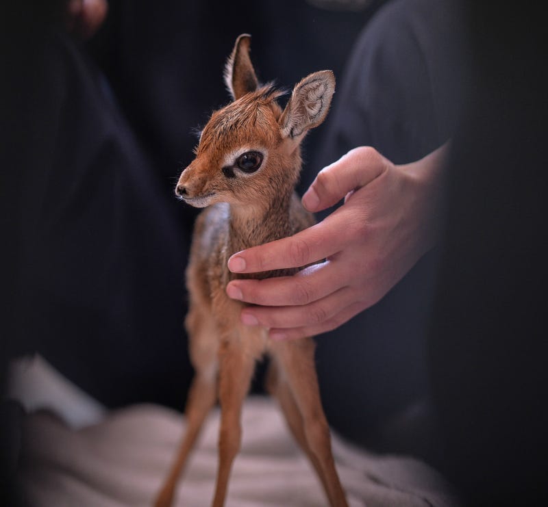 Tiny Orphaned Dik dik Hand reared at Chester Zoo by Patrick