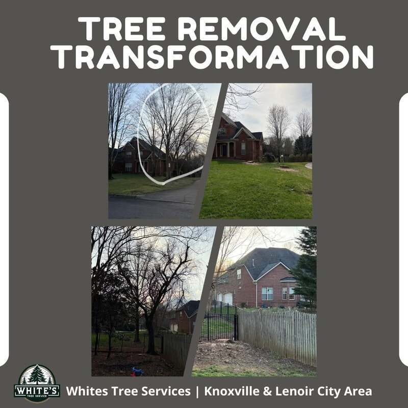 What You Need to Know Before Clearing a Lot in Knoxville