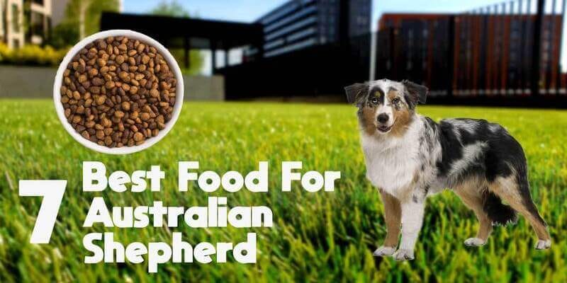 7 Things About Owning an Australian Shepherd