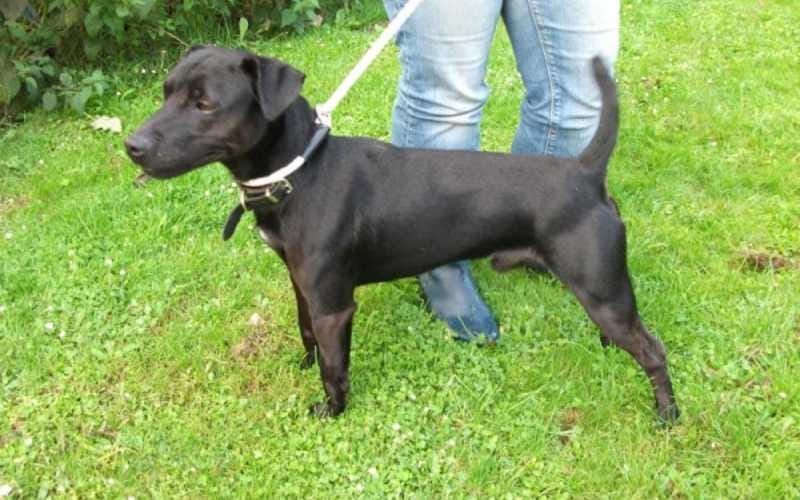 Patterdale mix sales