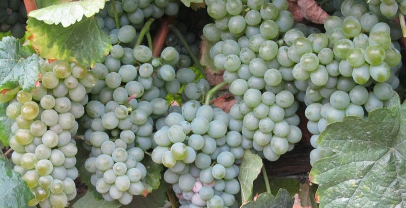 Godello, the grape that almost went extinct