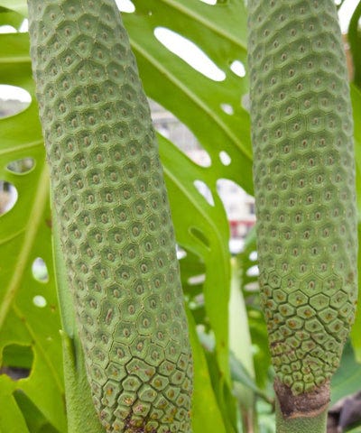 10 Fascinating Monstera Facts You Didn't Know | by Josh Harrison | Slugg |  Medium