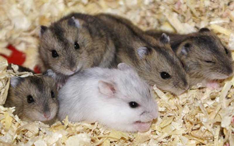Long Haired Syrian Hamsters. Long Haired Syrian Hamsters are known…, by  Amy Trumpeter
