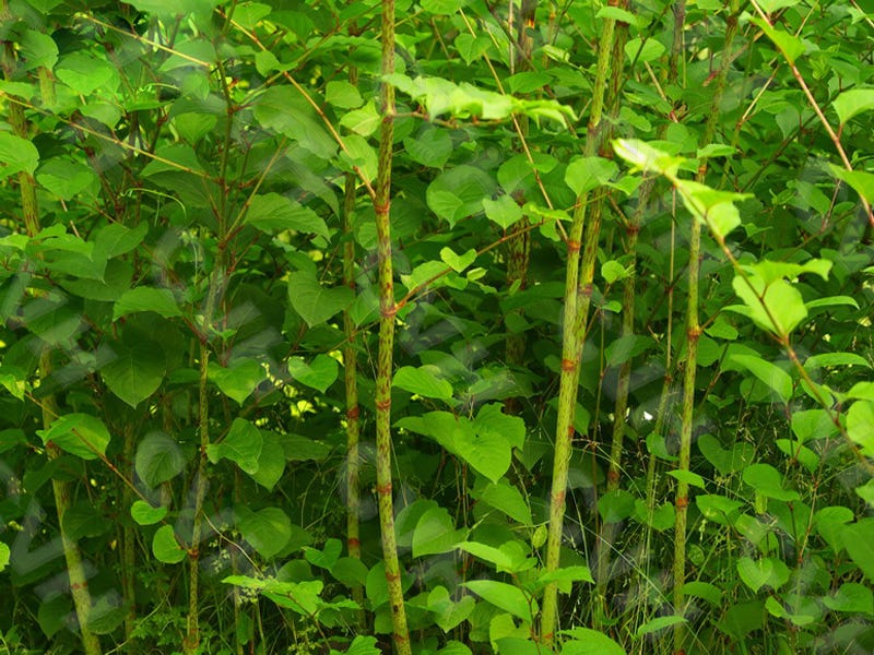 What is Resveratrol?. What is Resveratrol? | by Staherb Natural ...