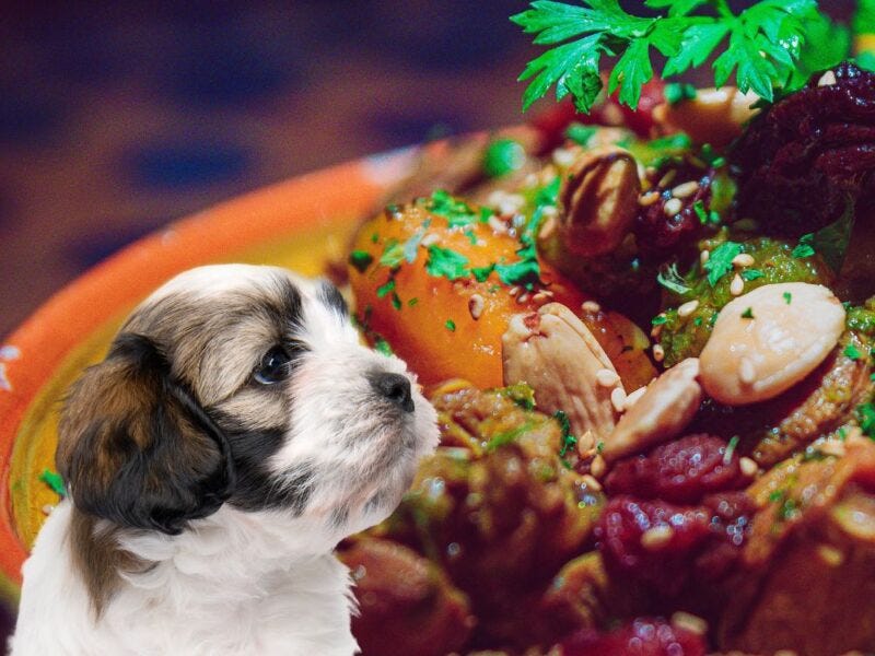 Can dogs eat couscous?. Is it safe to feed couscous to a dog… by