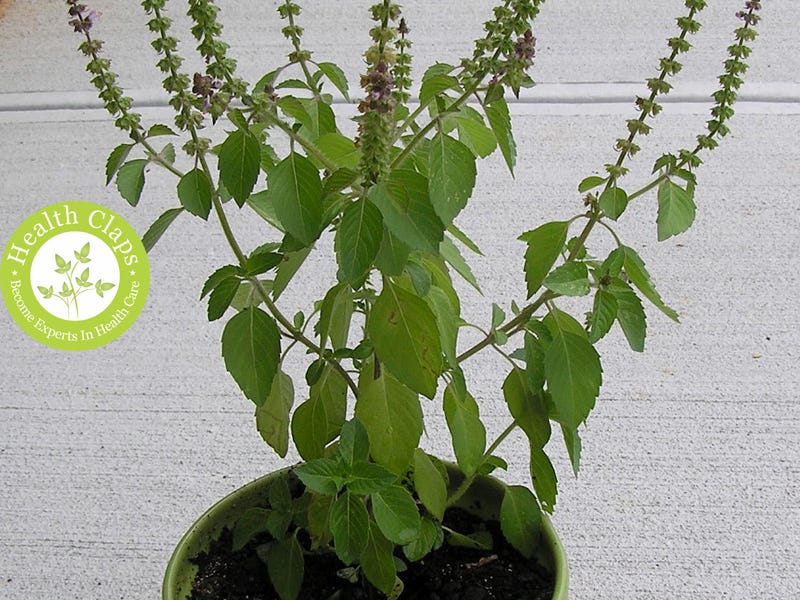 Tulsi Health Benefits Skin Benefits and Tulsi Side Effects by