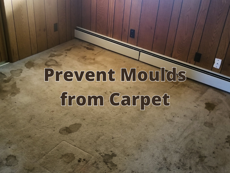 How to Prevent Carpets From Mould? by Nationcarpetcleaningcanberra