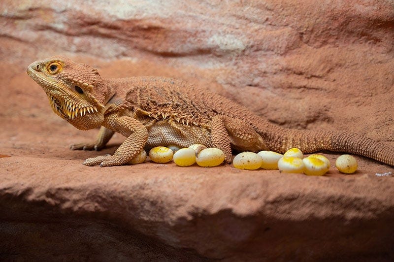How to Take Care of Bearded Dragon Eggs? Medium